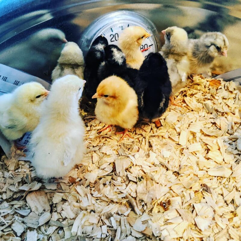 little chicks at kitschen bakery organic farm a shed customer