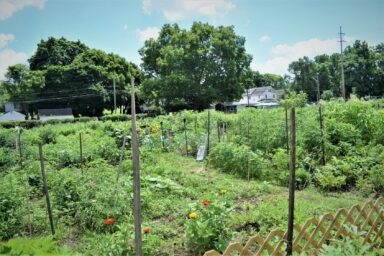 jefferson street oasis springfield ohio community garden with garden sheds 2